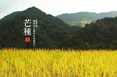 芒种，忙忙栽